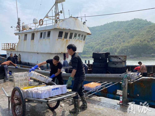 5月1日12时起,宁波4026艘渔船全面进入伏季休渔